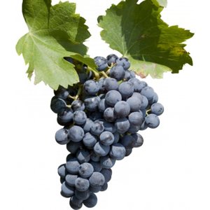 Grenache noir