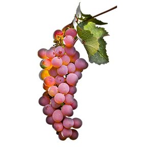 Pinot gris - Grigio