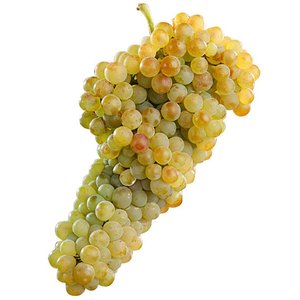 Grenache blanc