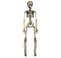 Halloween Decoratie skelet goudkleurig