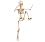 Beweegbaar hangend mens skelet