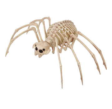 Tarantula skelet