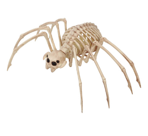 Halloween tarantula skelet