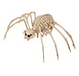 Halloween tarantula skelet