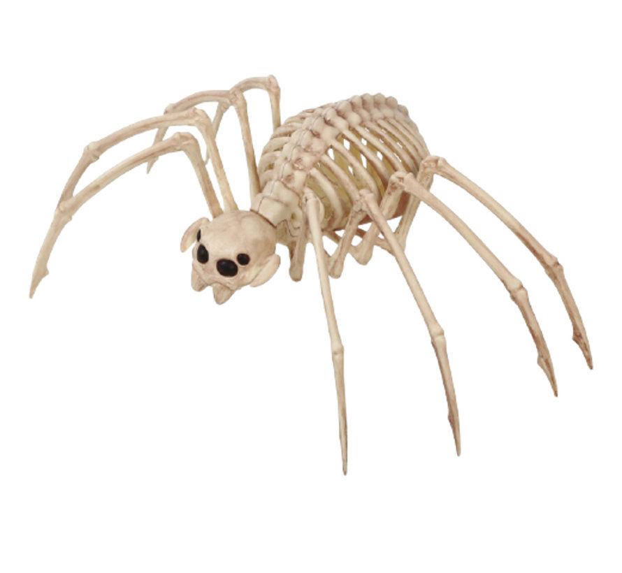 Halloween tarantula skelet