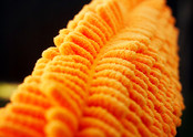 Refill Aquafinger flexible microfiber brush.