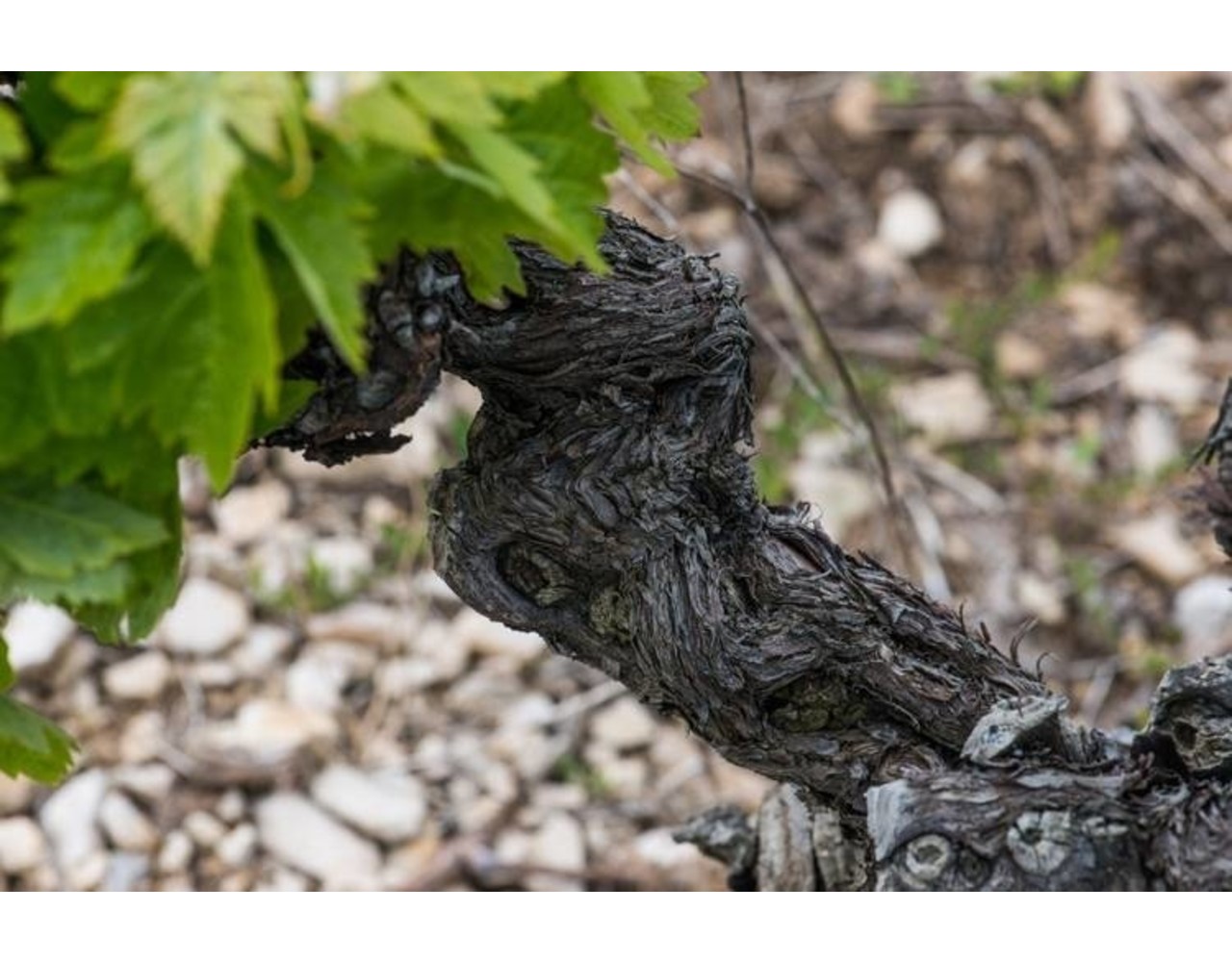 Calmel & Joseph Les Arques Minervois