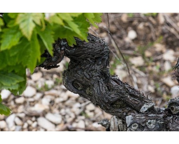 Calmel & Joseph Les Arques Minervois