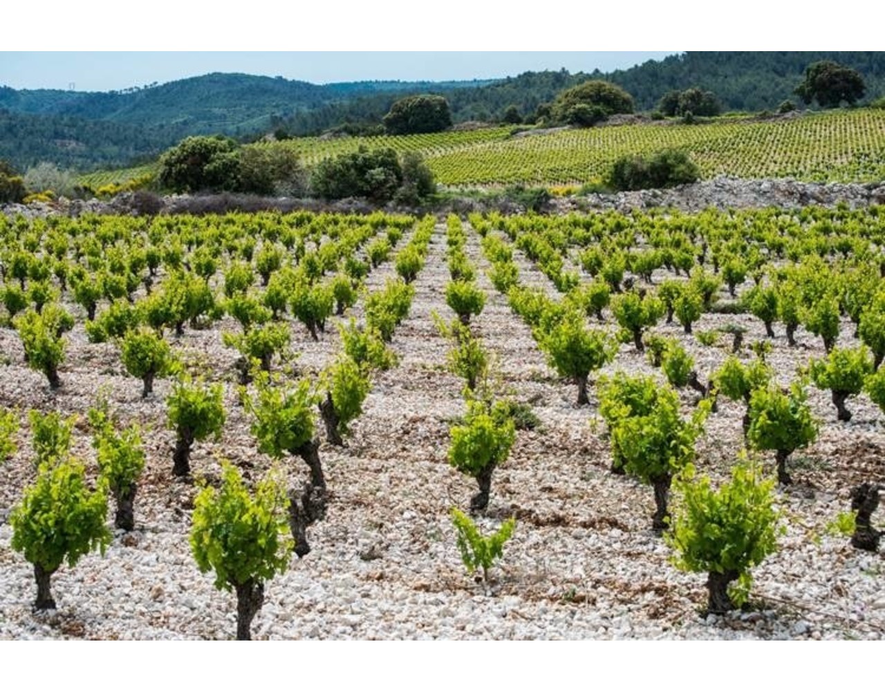 Calmel & Joseph Vieille Grange Fines Roches Chardonnay