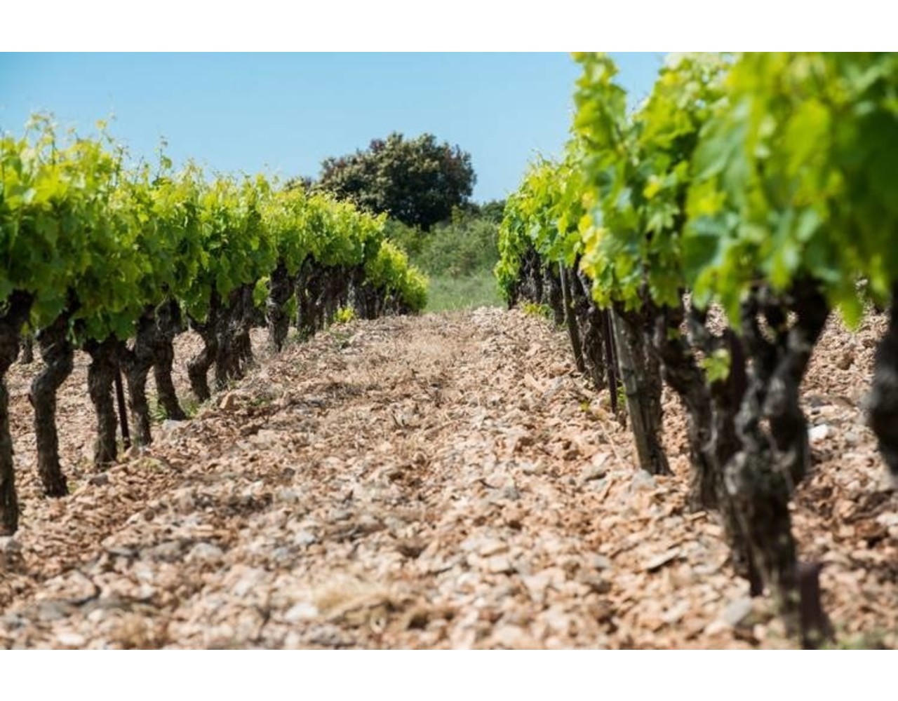 Calmel & Joseph Vieille Grange Fines Roches Merlot