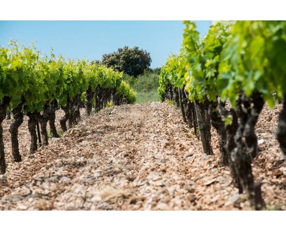 Calmel & Joseph Vieille Grange Fines Roches Merlot