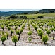 Calmel & Joseph Villa Blanche - Malbec Calmel & Joseph Villa Blanche - Malbec