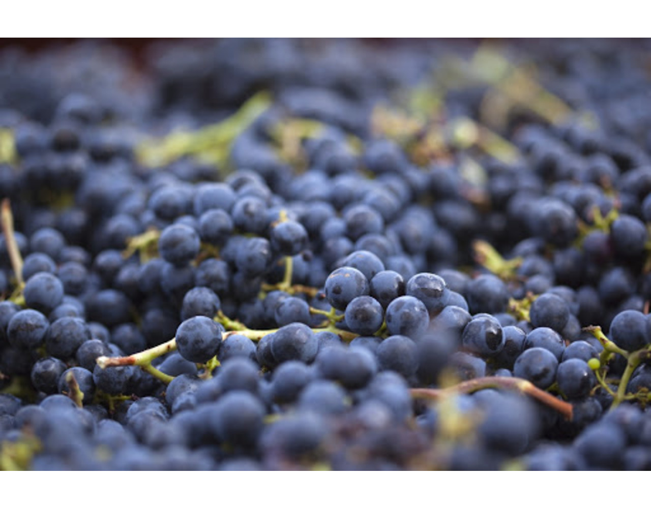 Château Saint Corbian 2015 Saint-Estâphe