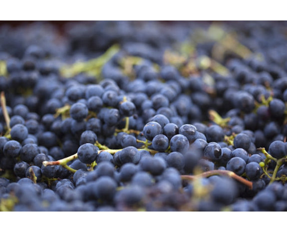 Château Saint Corbian 2015 Saint-Estâphe