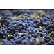 Château Saint Corbian 2015 Saint-Estâphe Château Saint Corbian 2015 Saint-Estâphe