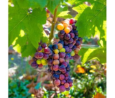Pinot Noir Wijn