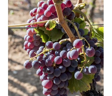Grenache wijn