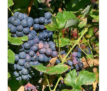 Barbera wijn