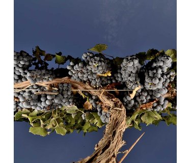 Malbec wijn