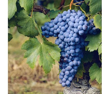 Nebbiolo wijn