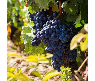 Tempranillo wijn