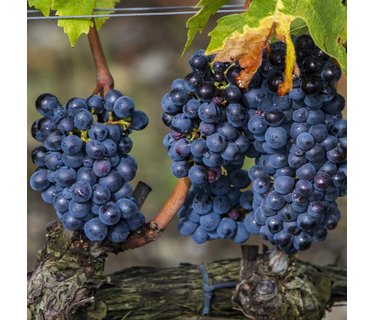 Sangiovese