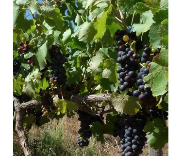 Pinotage wijn