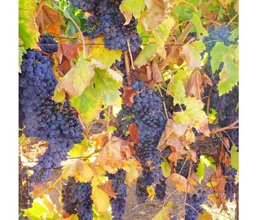 Carmenere