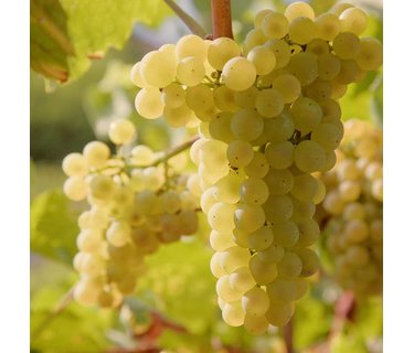 Chardonnay wijn