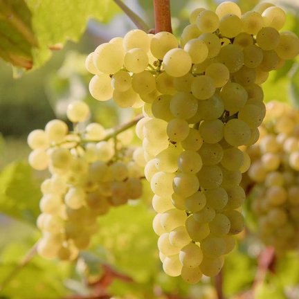 Chardonnay wijn