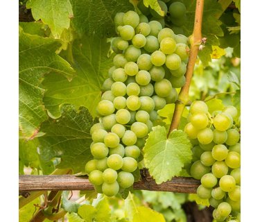 Sauvignon Blanc wijn