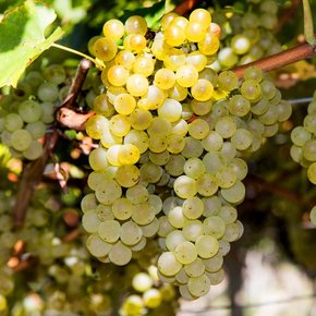 Pinot Gris - Pinot Grigio