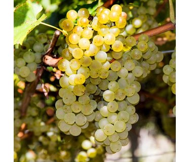 Pinot Gris wijn - Pinot Grigio