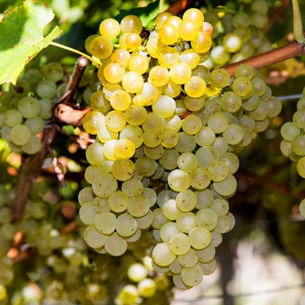 Pinot Gris wijn - Pinot Grigio