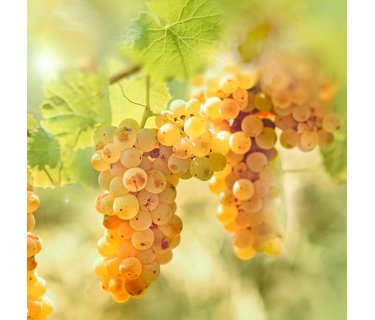 Riesling wijn