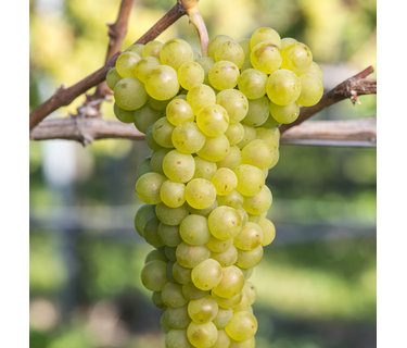 Pinot Blanc Wijn