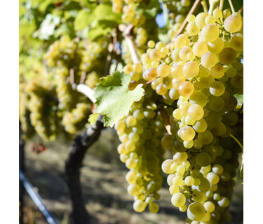 Viognier wijn