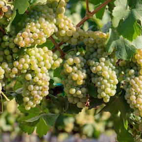Chenin Blanc