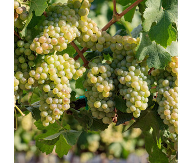 Chenin Blanc wijn