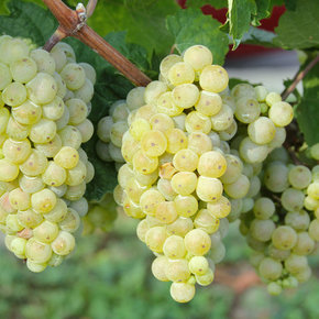 Grüner Veltliner