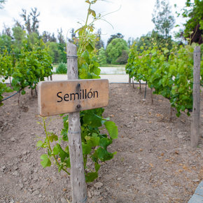 Semillon
