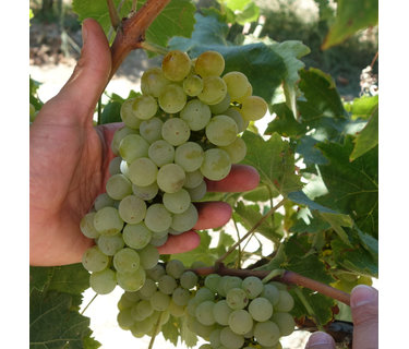 Verdicchio wijn
