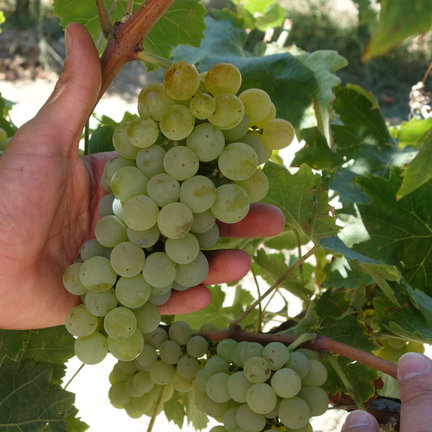Verdicchio wijn