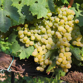 Trebbiano