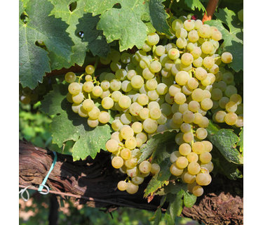 Trebbiano wijn