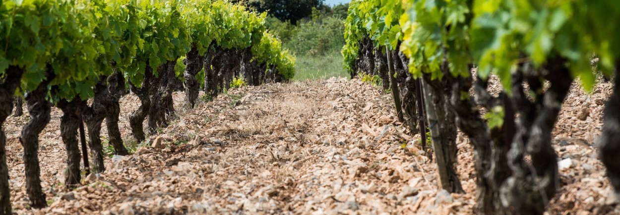 Wijntermen - Alles over wijn