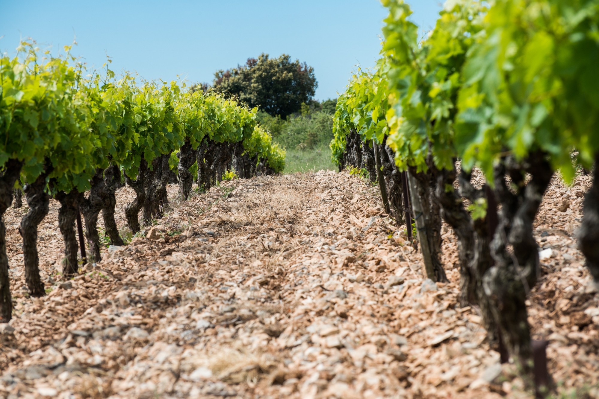 Wijntermen - Alles over wijn