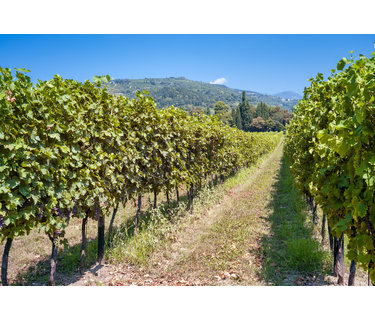 Amarone wijn