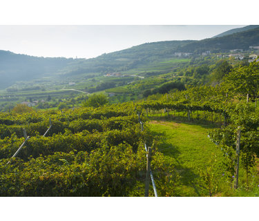 Valpolicella wijn