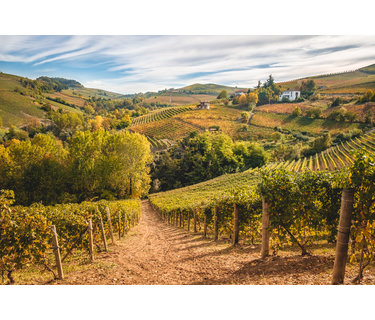 Barolo wijn